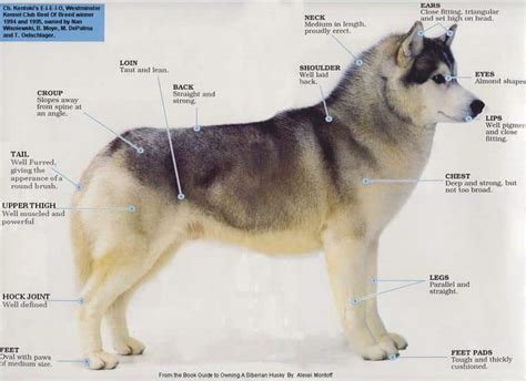 Tell students that today you will be introducing the concept of <b>adaptation</b>. . Husky behavioral adaptations
